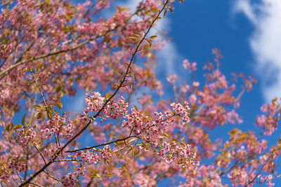 Low angle view of cherry blossoms against sky