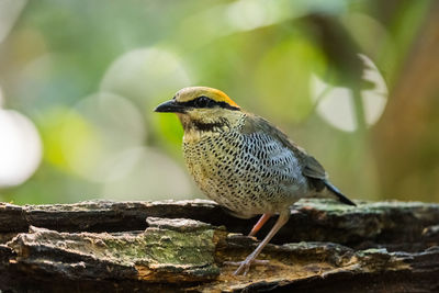 Close-up of bird perching on rock