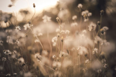 Close-up of flowering plants on field