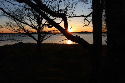 Silhouette trees on landscape during sunset