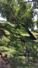 Trees on grass