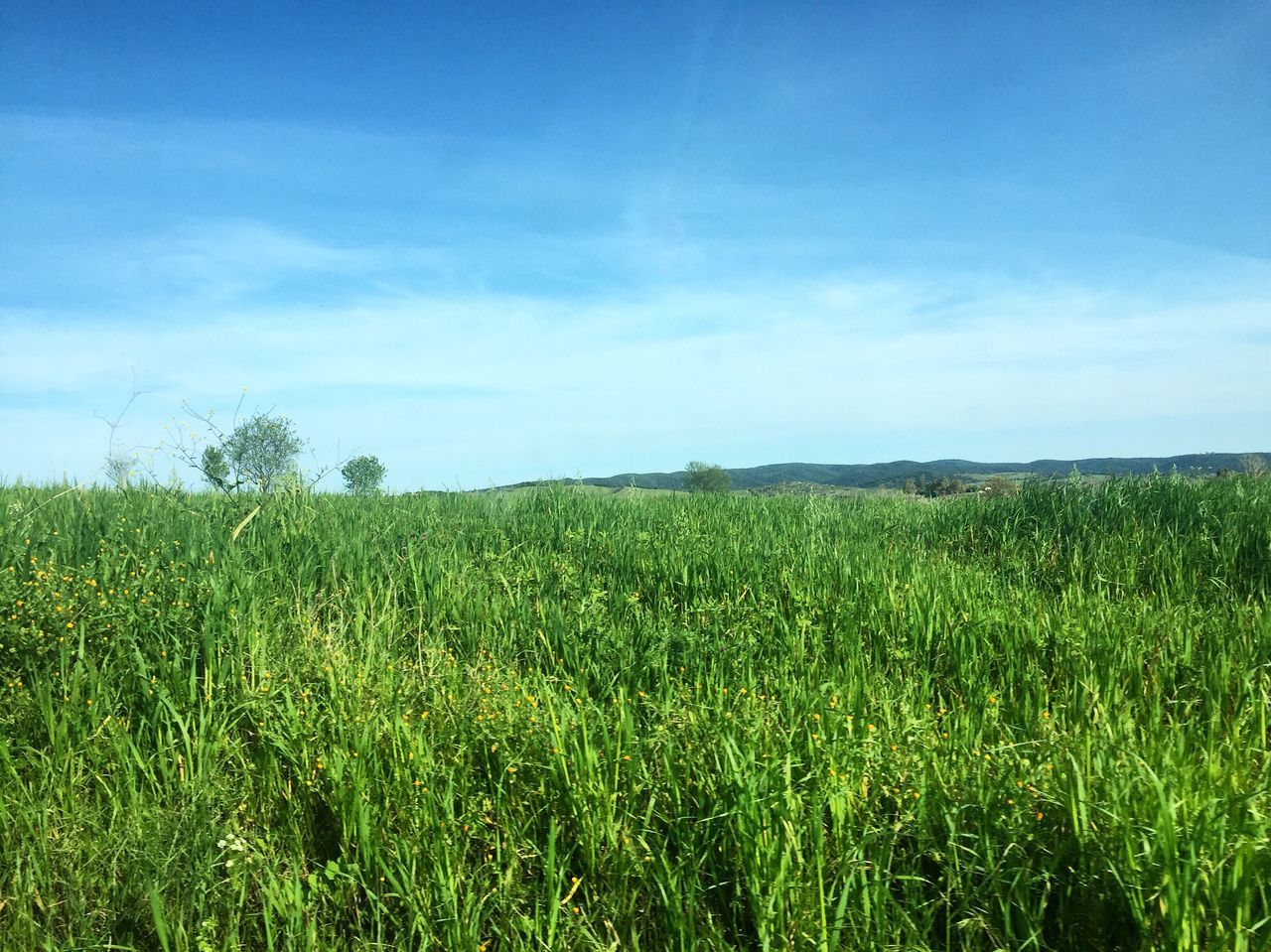 field, growth, tranquil scene, landscape, agriculture, rural scene, sky, tranquility, grass, crop, beauty in nature, nature, scenics, farm, green color, blue, plant, cloud, cultivated land, horizon over land