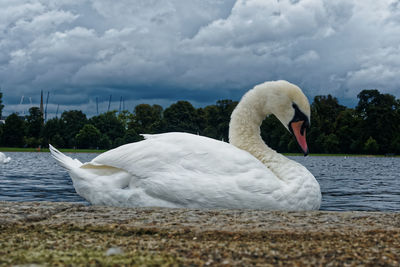 Swan floating on lake against sky