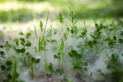 Close-up of flowering plants on land