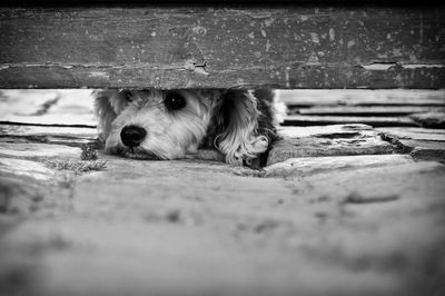 Portrait of dog on wood