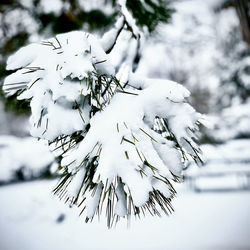 Close-up of snow covered plant