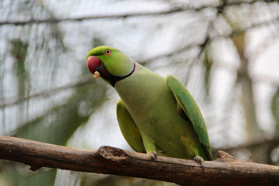 Close-up of parrot perching on tree