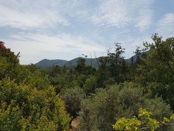 Plants and trees against sky