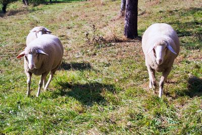 Sheep standing in a field