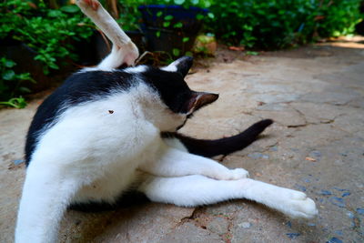 View of a dog resting on footpath