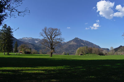 Scenic view of mountain and tree on a field against sky