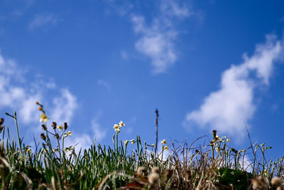 Close-up of flowering plants on field against sky