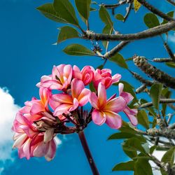 Close-up of pink flowering plant against blue sky