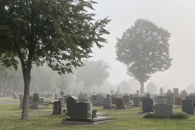 Trees in cemetery against sky on a foggy day - all saint's mood 