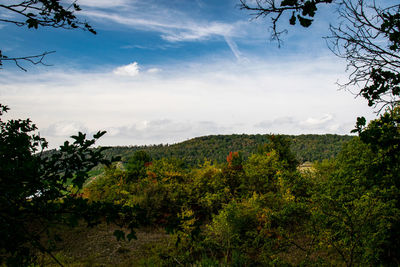 Scenic view of forest against sky