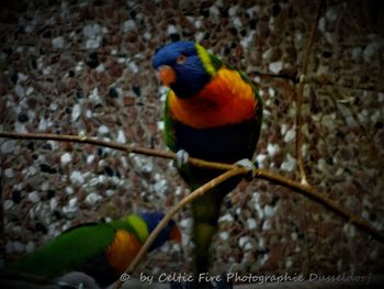 Close-up of parrot perching on wood