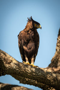 Long-crested eagle looks right from sunny branch