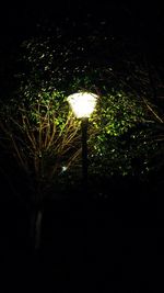 Low angle view of trees against sky at night