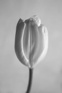 Close-up of leaf over white background