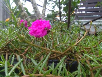 Close-up of pink flowering plant