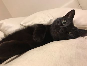 Portrait of cat lying on bed at home