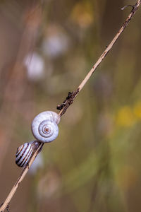 Close-up of snail on plant