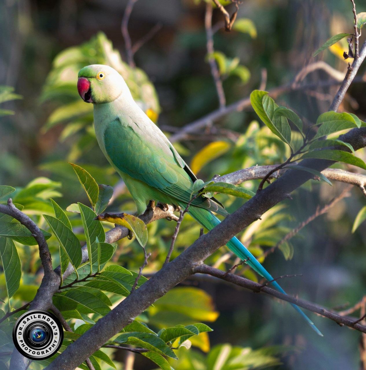 CLOSE-UP OF A BIRD PERCHING ON BRANCH