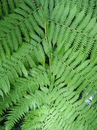 Full frame shot of fern leaves