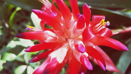 Close-up of red flower