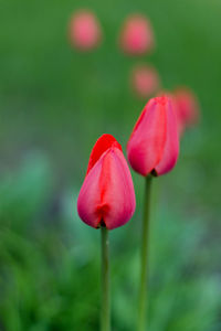 Close-up of pink tulip