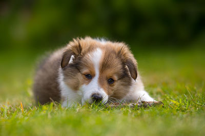 Shetland sheepdog puppy relaxing on grassy field