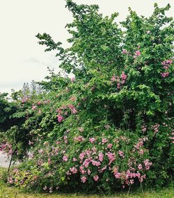 Pink flowers growing on tree