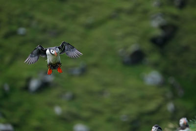 Puffins in mykines