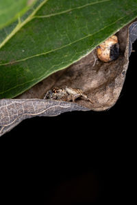 Close-up of insect on leaves