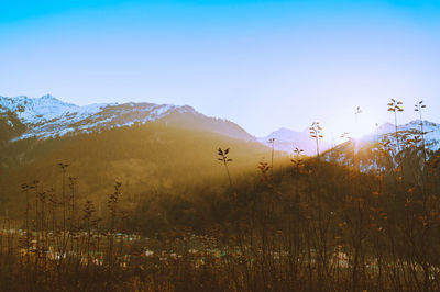 Sunrise piercing the snowy mountains with plants in the foreground