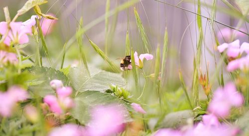 Close-up of bee on flower