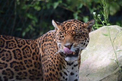 Close-up of tiger