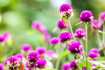 Close-up of pink flowering plants