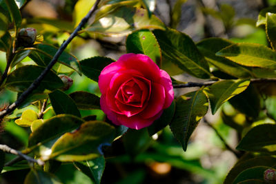 Close-up of pink rose