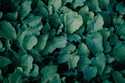 Full frame shot of wet leaves on field