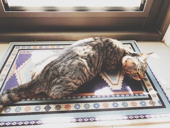 High angle view of cat sleeping at home