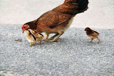 Close up of hen on a street