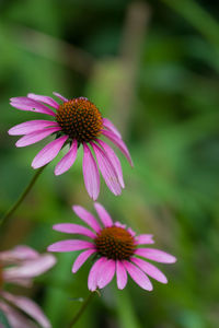 Close-up of purple coneflower blooming outdoors