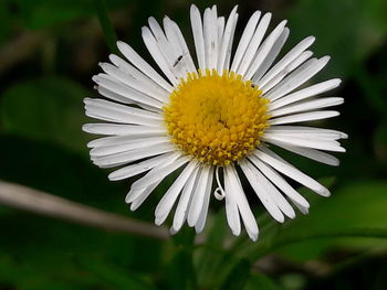 Close-up of white flower blooming outdoors