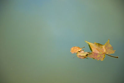 Autumn ask-tree leave on the water background, leaf in the river, orange and green color