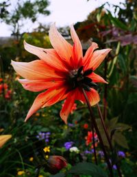 Close-up of red flower