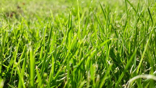 Full frame shot of crops growing on field