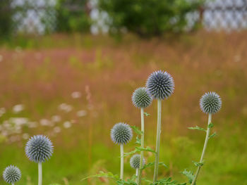 Close-up of dandelion on field