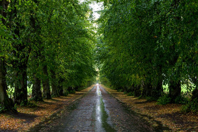 Road amidst trees in forest during rainy season