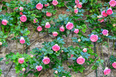 High angle view of pink flowering plants